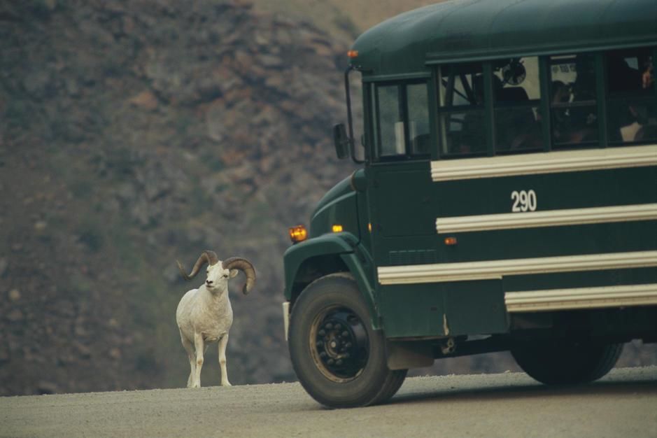 A Dalli's sheep slows a bus down on an Alaskan road. [Photo of the day - February 2011]