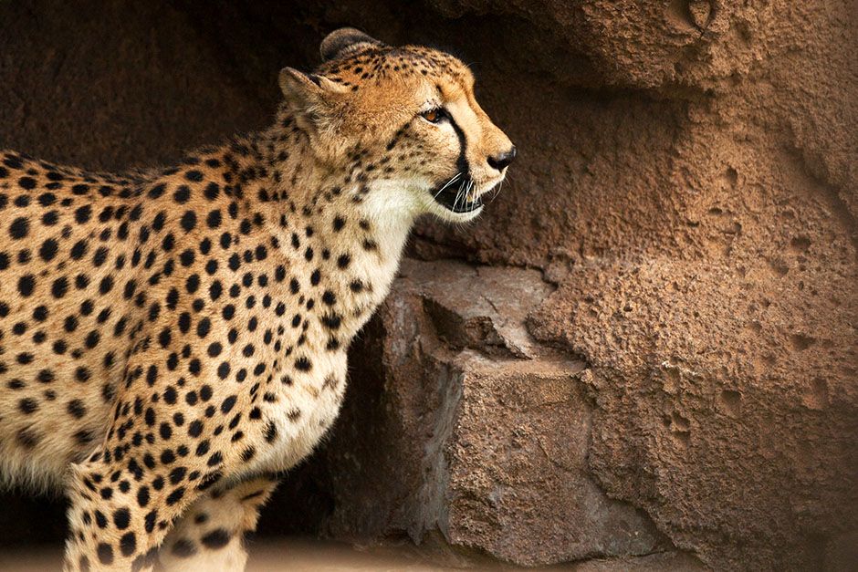 Man Vs. Cheetah is a scientific matchup between nature's fastest land mammal and NFL... [Photo of the day - February 2014]