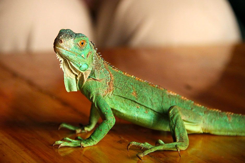 A small green lizard sitting on a table. This image is from David Attenborough's Rise of Animals. [Photo of the day - February 2014]