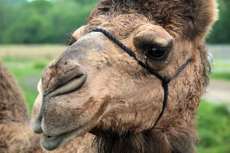 Butlerville, Indiana, USA: A close up of a camel. Unlike humans, camels can not engineer their... [Photo of the day - February 2014]