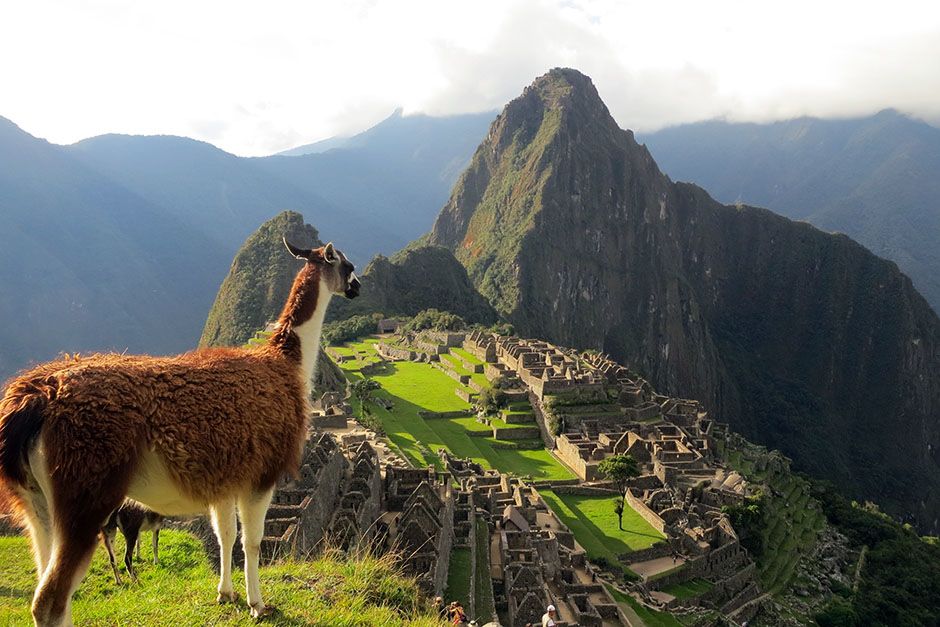 Machu Picchu, Cusco, Peru: A scenic shot of a llama looking towards Machu Picchu in Cusco, Peru.... [Photo of the day - February 2014]