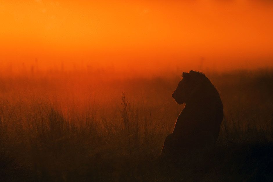 Duba Plains, Okavango Delta, Botswana: An adolescent male lion sits in the grasslands of the... [Photo of the day - February 2014]