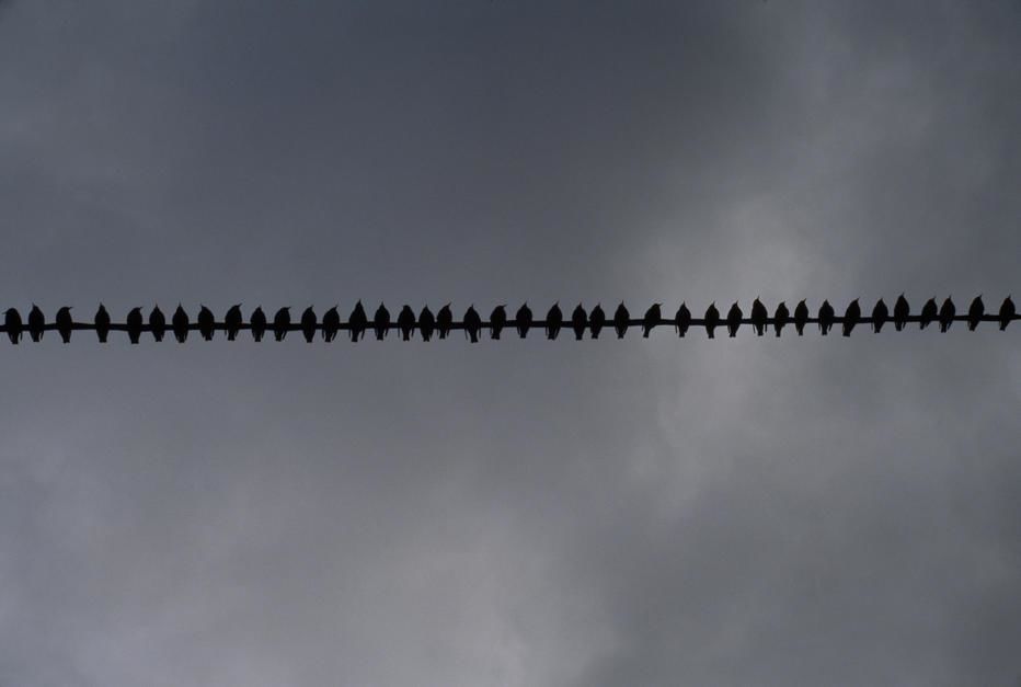 طيور تقف على أحد أسلاك الهاتف [Photo of the day - مارس 2011]