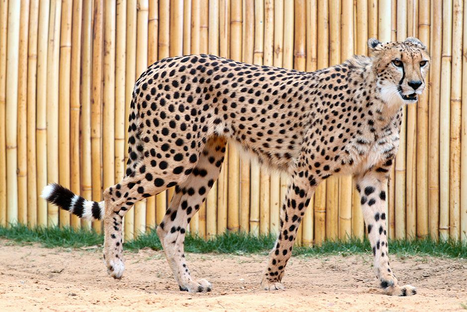 Man Vs. Cheetah is a scientific matchup between nature's fastest land mammal and NFL players.... [Photo of the day - March 2014]