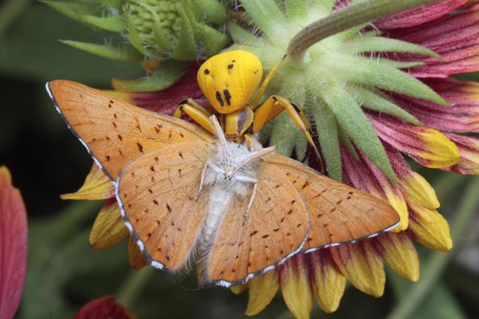 Crab spider feeding on a metal mark butterfly that it ambushed on a flower in Portal, Arizona. [Photo of the day - March 2011]