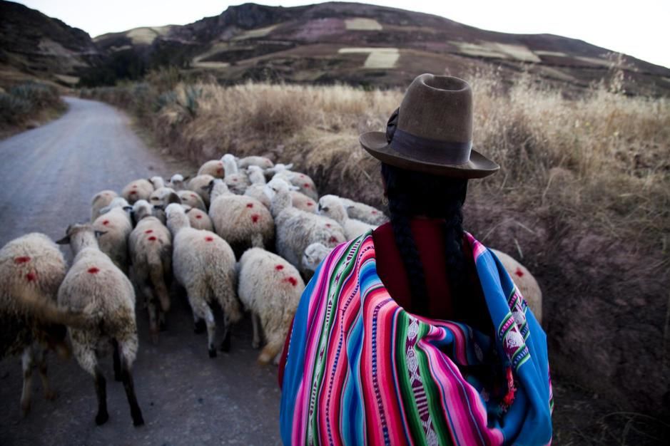Traditionally dressed woman herds sheep down a road in  Sacred Valley. [Photo of the day - March 2011]