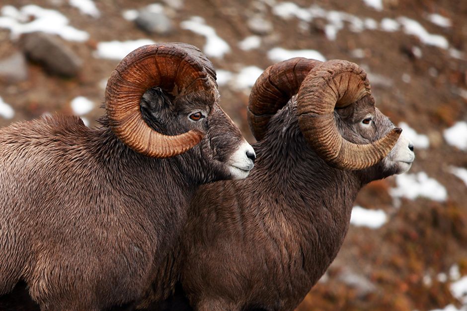 Mountain bighorn sheep, Jasper National Park, Alberta, Canada. This image is from Untamed Americas. [Photo of the day - April 2014]