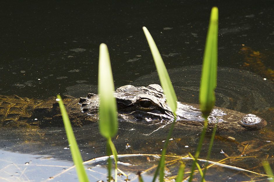 Miami, FL, USA: An alligator peeking out of the water. This image is from Access 360°: Everglades. [Photo of the day - April 2014]
