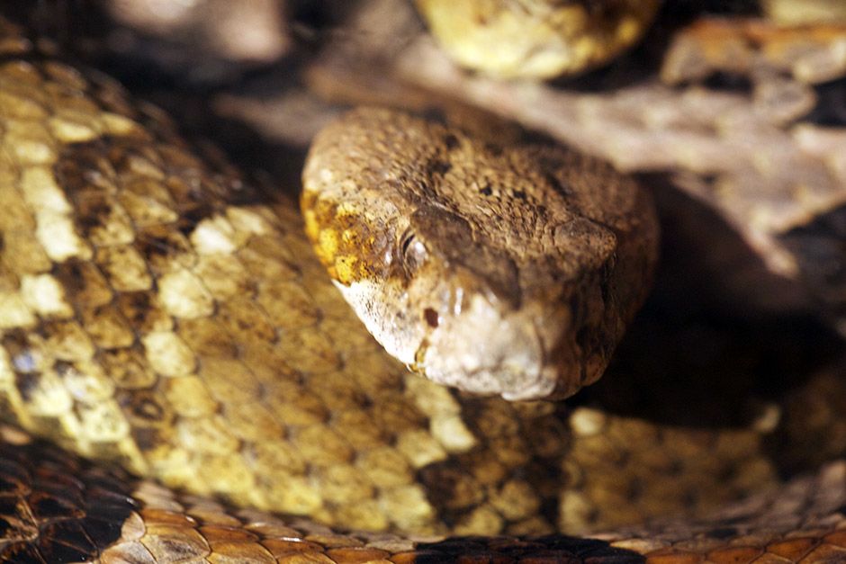 Middlesboro, KY: A rattlesnake snake curled up. This image is from Snake Salvation. [Photo of the day - April 2014]