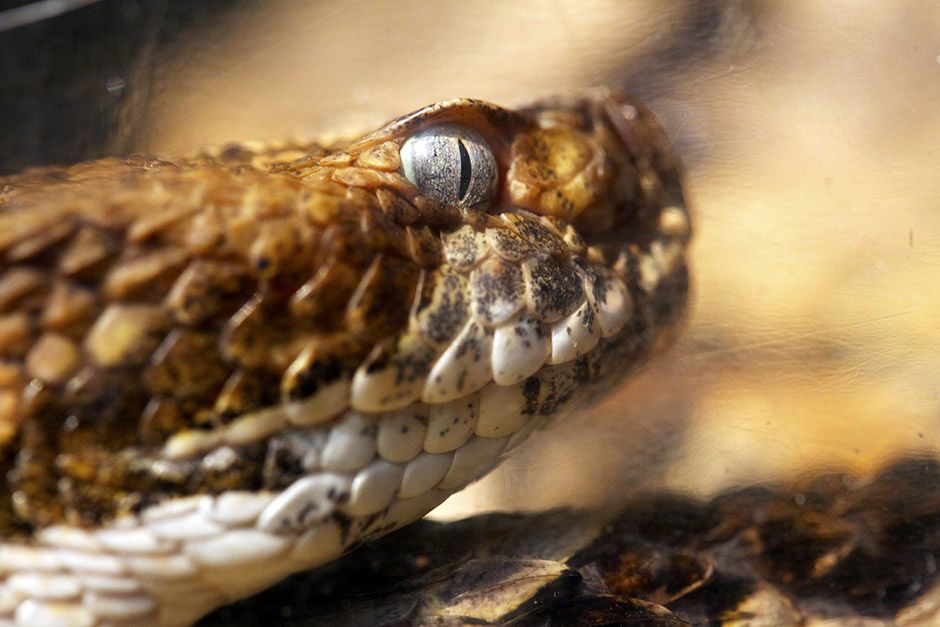 Middlesboro, KY: A close-up of the rattlesnake's face and grey eye. This image is from Snake... [Photo of the day - April 2014]