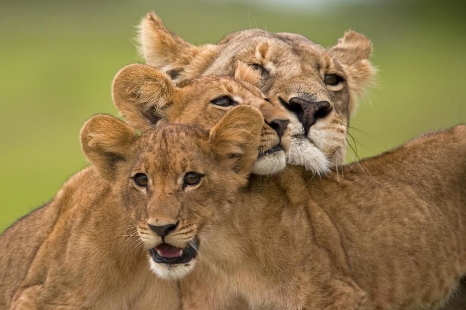 Portrait of a lioness with her cubs on the Duba Plains, Okavango Delta. [Photo of the day - March 2011]