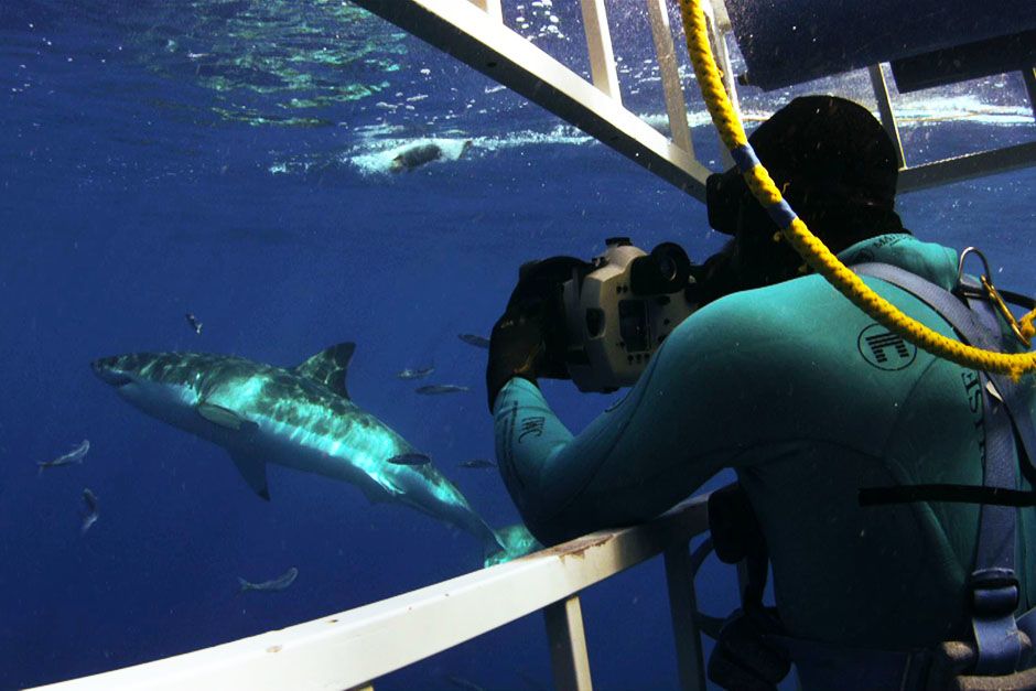 A man in a cage underwater with a shark swimming next to him. This image is from Do or Die. [Photo of the day - May 2014]