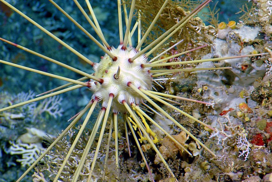 Caribbean Sea: A sea urchin. This image is from Wild Caribbean's Deadly Underworld. [Photo of the day - مايو 2014]