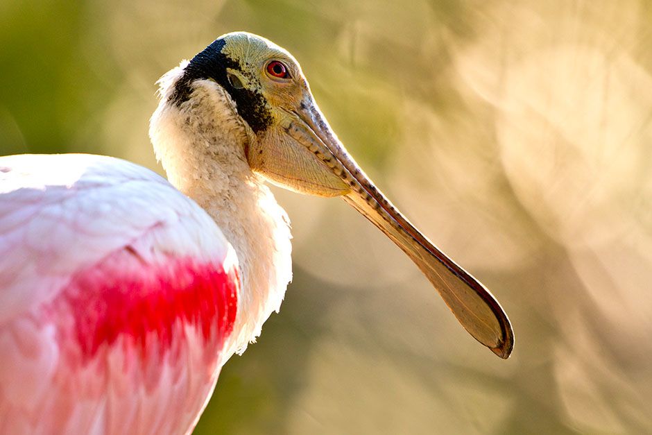 St. Augustine, FL, USA: A roseate spoonbill profile. This image is from Wild Florida. [Photo of the day - May 2014]