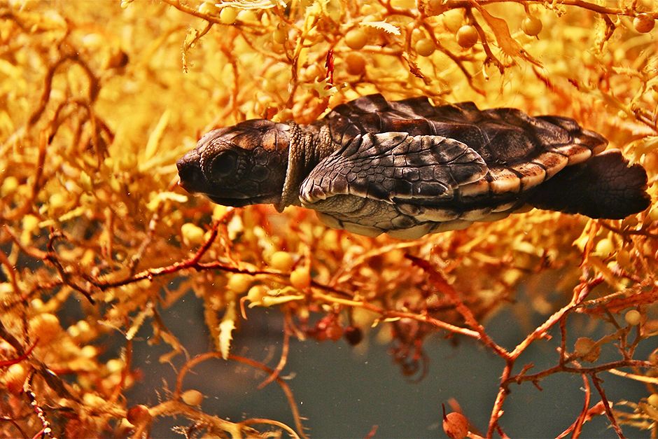 Boca Raton, FL, USA:  A loggerhead sea turtle hatchling floats in sargassum. This image is from... [Photo of the day - May 2014]