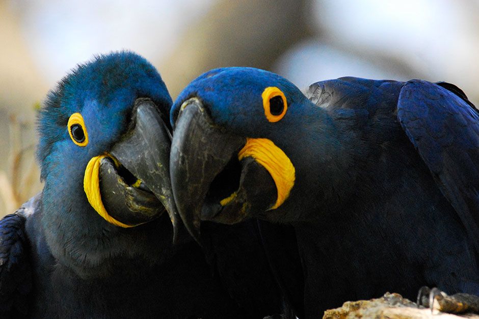 Pantanal: blue macaws. This image is from Wild Untamed Brazil. [Photo of the day - June 2014]