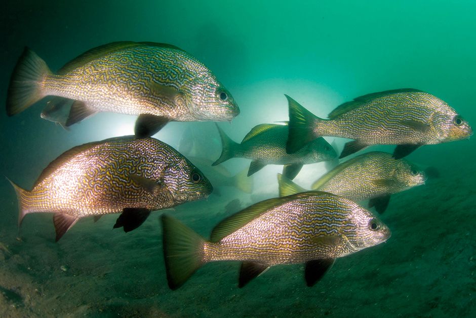 A group of fish cruise along the sandy seabeds of Gabon, Africa. This image is from Wild Gabon. [Photo of the day - June 2014]