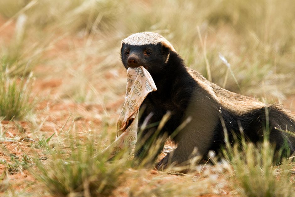 A young honey badger chewing a piece of fabric she has found. This image is from Ultimate Honey... [Photo of the day - June 2014]