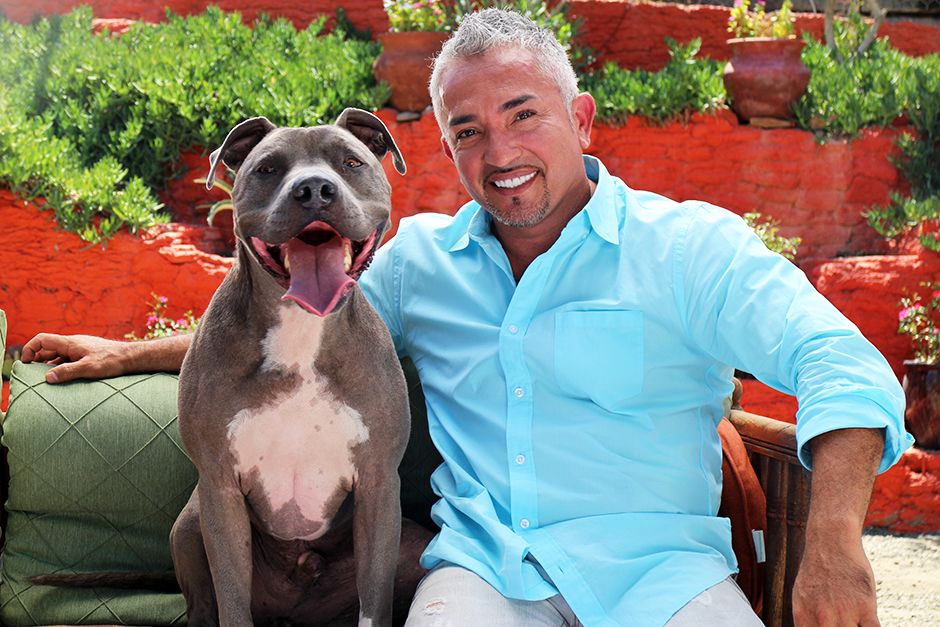 Santa Clarita, CA: Cesar Millan poses with his faithful friend and companion, Junior the... [Photo of the day - June 2014]