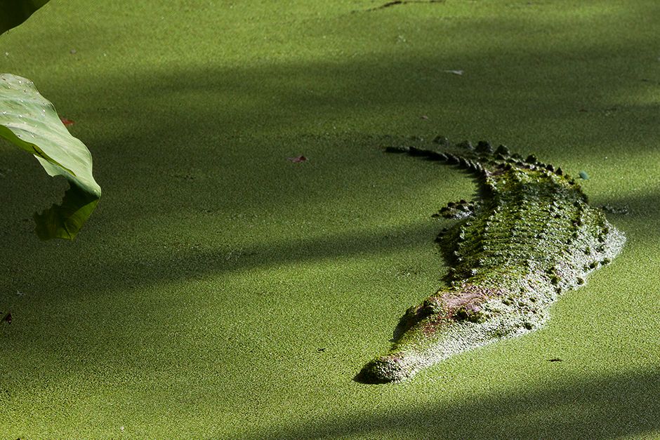 The saltwater crocodile, also known as saltie, estuarine or Indo-Pacific crocodile, is the... [Photo of the day - July 2014]