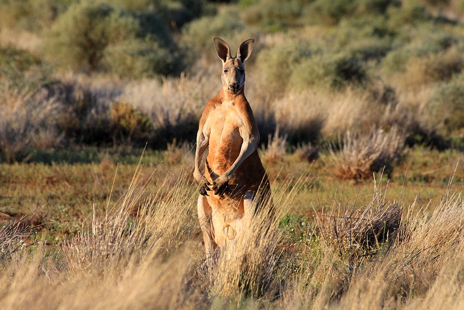 The red kangaroo (Macropus rufus) is the largest of all kangaroos, the largest mammal native to... [Photo of the day - July 2014]