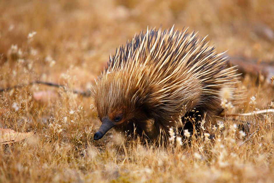 Echidna of the subspecies Tachyglossus aculeatus multiaculeatus, which is endemic on Kangaroo... [Photo of the day - July 2014]