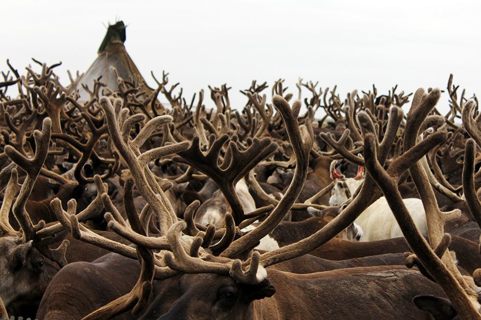 Yamal province, Russia: Reindeer antlers, August 2013. This image is from Mammoths Unearthed. [Photo of the day - July 2014]