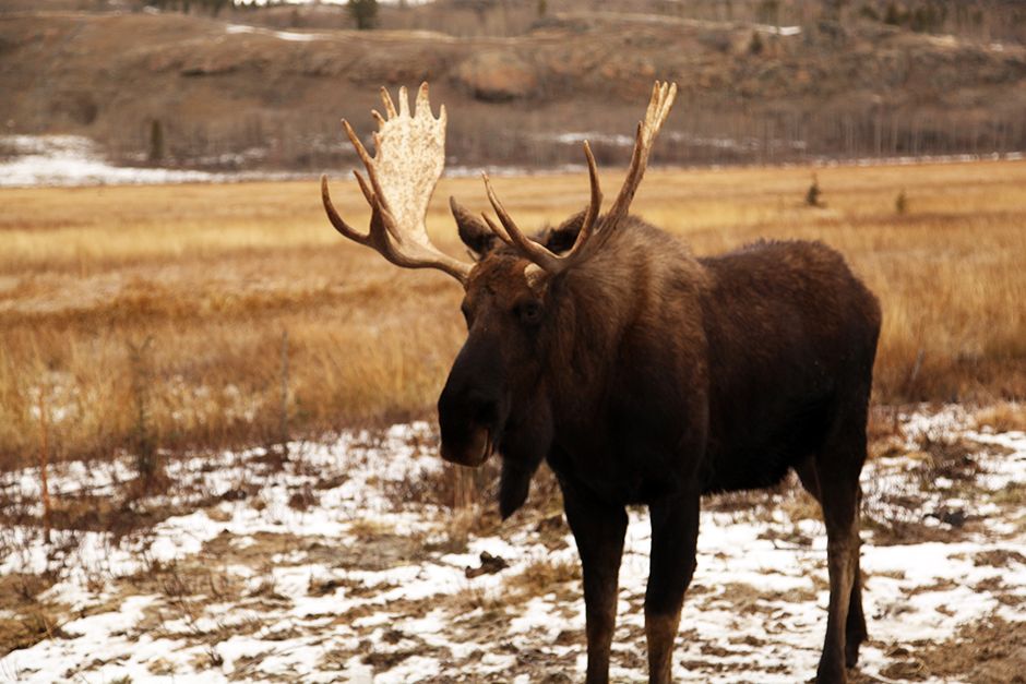 A moose at the Yukon Wildlife Preserve. This image is from Yukon Vet. [Photo of the day - July 2014]