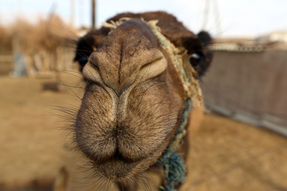 Darvaza, Karakum Desert, Turkmenistan: Indigenous camel selfie at the Darvaza Crater. This image... [Photo of the day - July 2014]