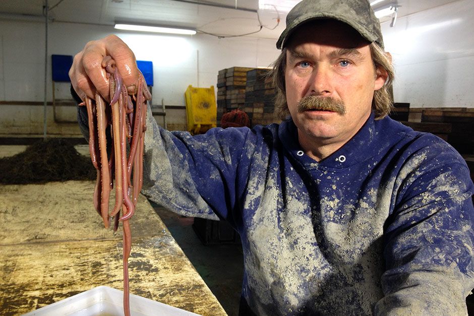 Maine, USA: Jim sorts worms. This image is from Filthy Riches. [Photo of the day - August 2014]