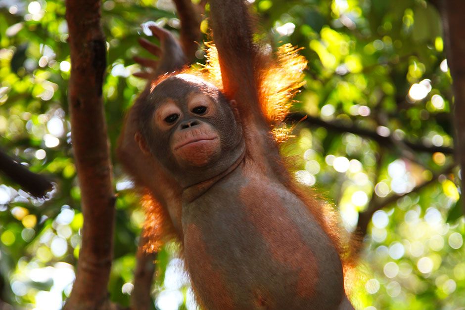Ketapang, West Kalimantan, Indonesia: A young orangutan hanging from a tree. This image is from... [Photo of the day - August 2014]