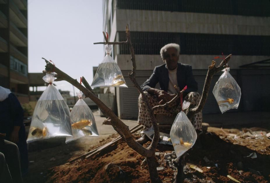 A man sells goldfish in bags tied to a tree branch in the Shatila Palestinian Camp of Beirut. [Photo of the day - أبريل 2011]