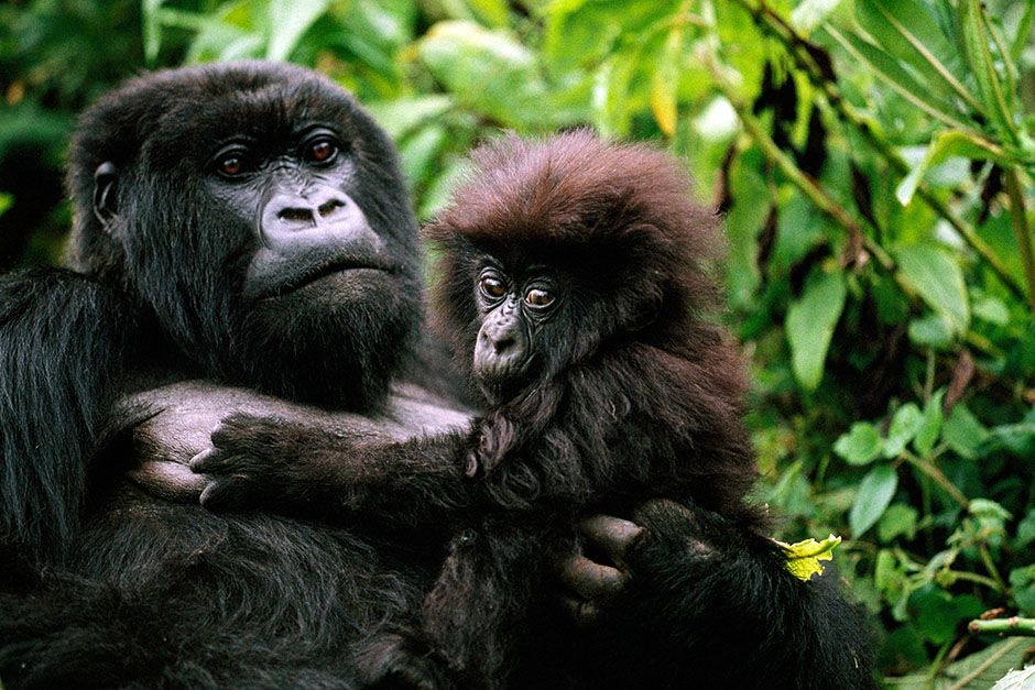 Parc des Volcans, Rwanda: A female mountain gorilla holding a baby. This image is from Kingdom... [Photo of the day - August 2014]
