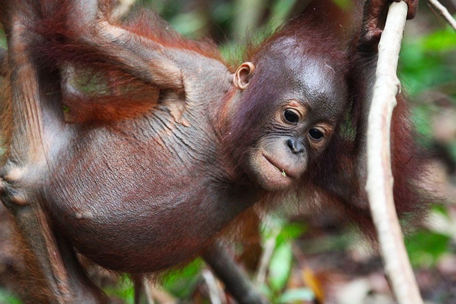 Ketapang, West Kalimantan, Indonesia: A young orangutan hanging onto a dry looking branch. This... [Photo of the day - August 2014]