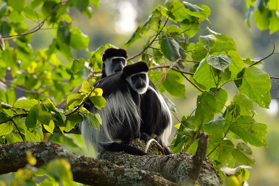حديقة غابات نيونغوي الوطنية: قرد كولوبوس الأنغولي.... [Photo of the day - أغسطس 2014]
