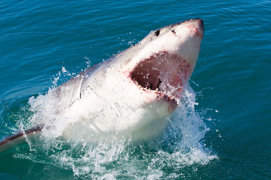 A great white shark breaching. This image is from Shark Kill Zone. [Photo of the day - August 2014]