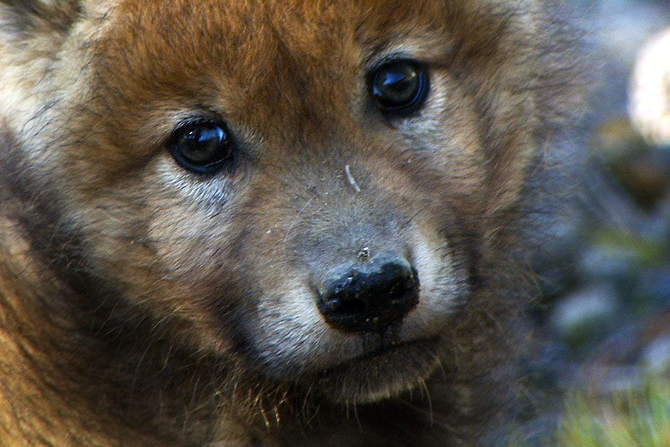 A wolf pup in Yellowstone National Park.  Wolf pups are born deaf and blind.  Their eyes open... [Photo of the day - August 2014]