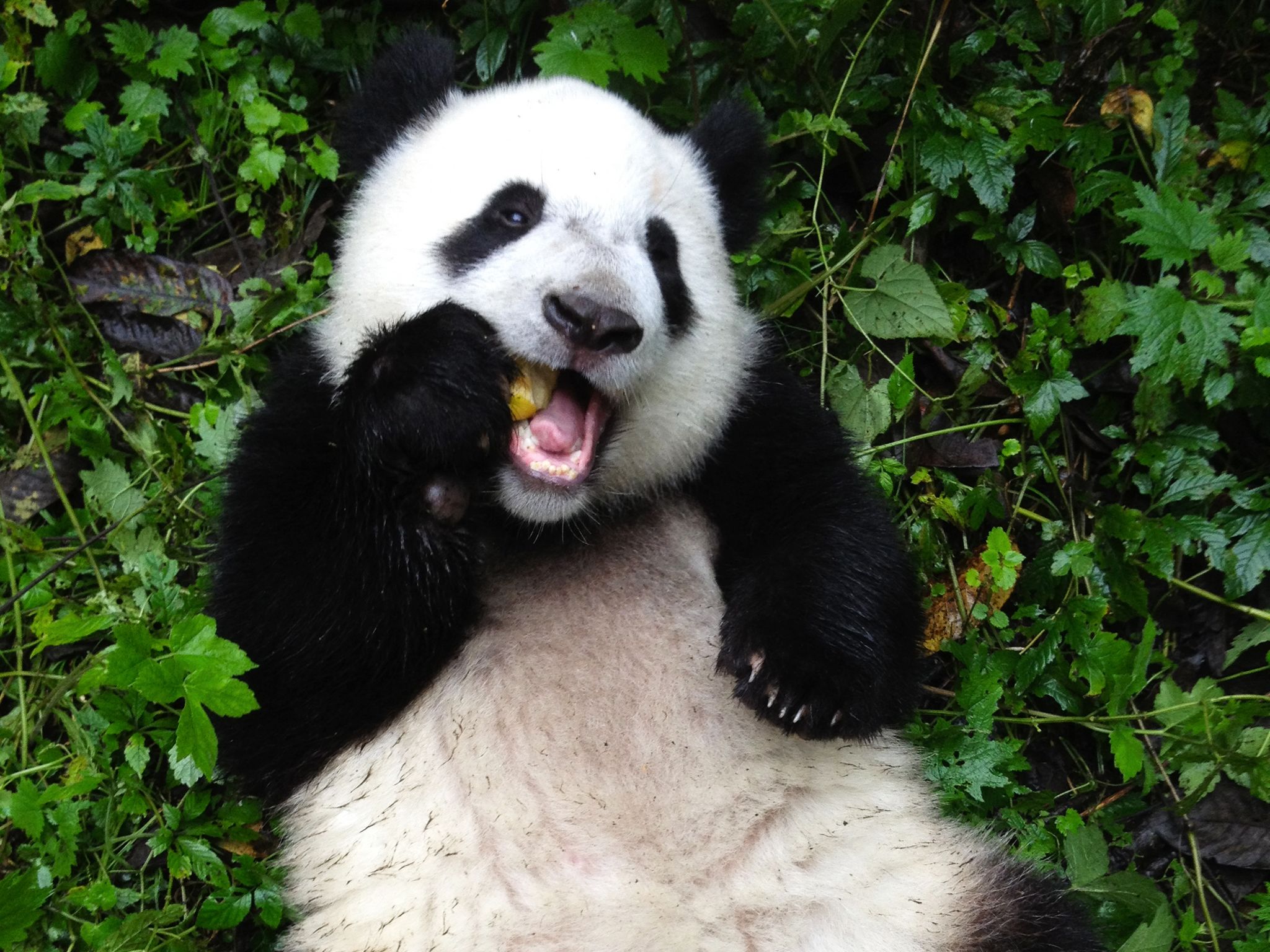 مركز وولونغ لتربية الباندا، مقاطعة سيتشوان، الصين:... [Photo of the day - سبتمبر 2014]