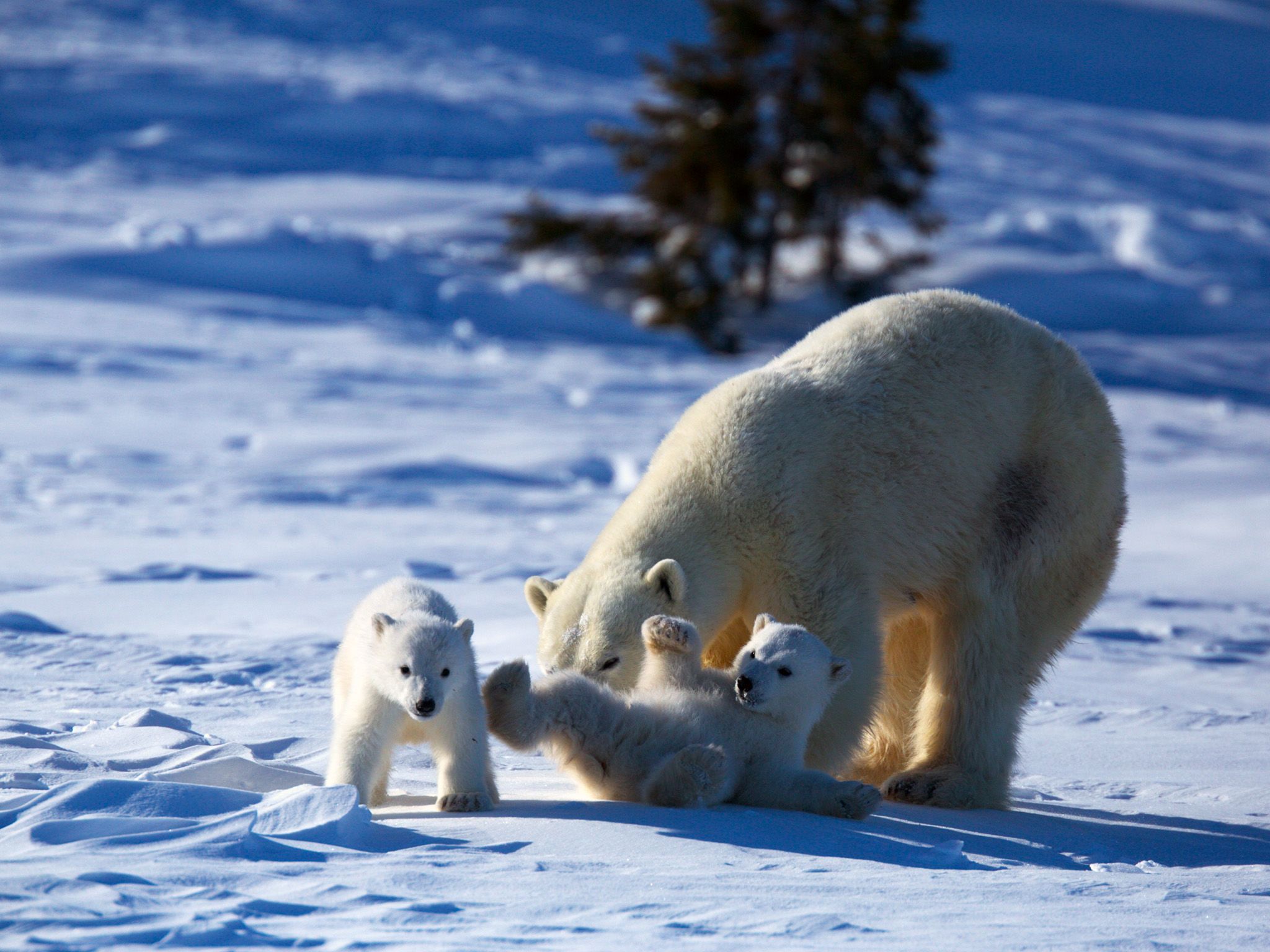 Mother polar bear and cubs. This image is from Wild Canada. [Photo of the day - October 2014]