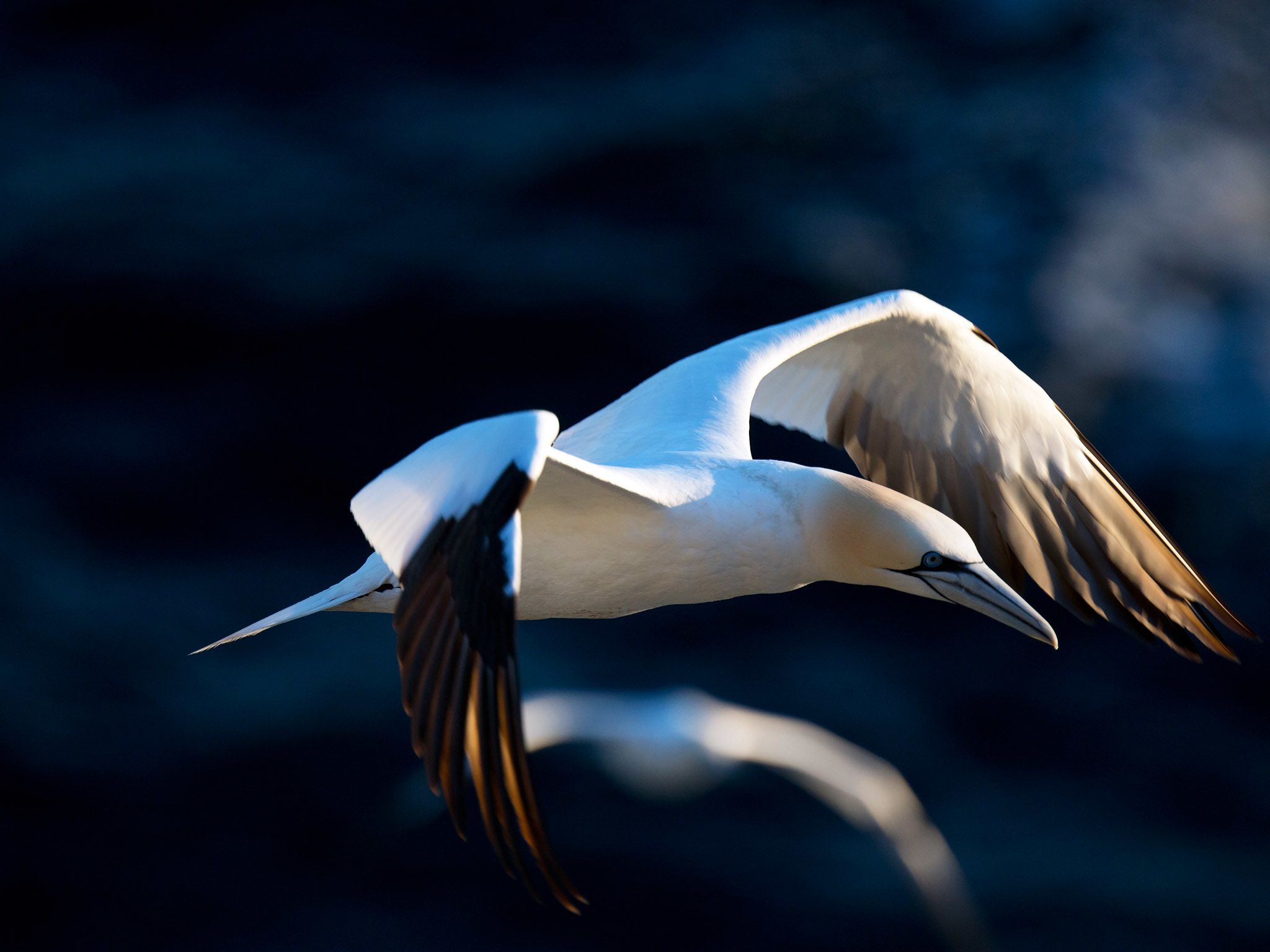 Soaring Northern gannet over nesting colony. This image is from Wild Canada.. [Photo of the day - October 2014]