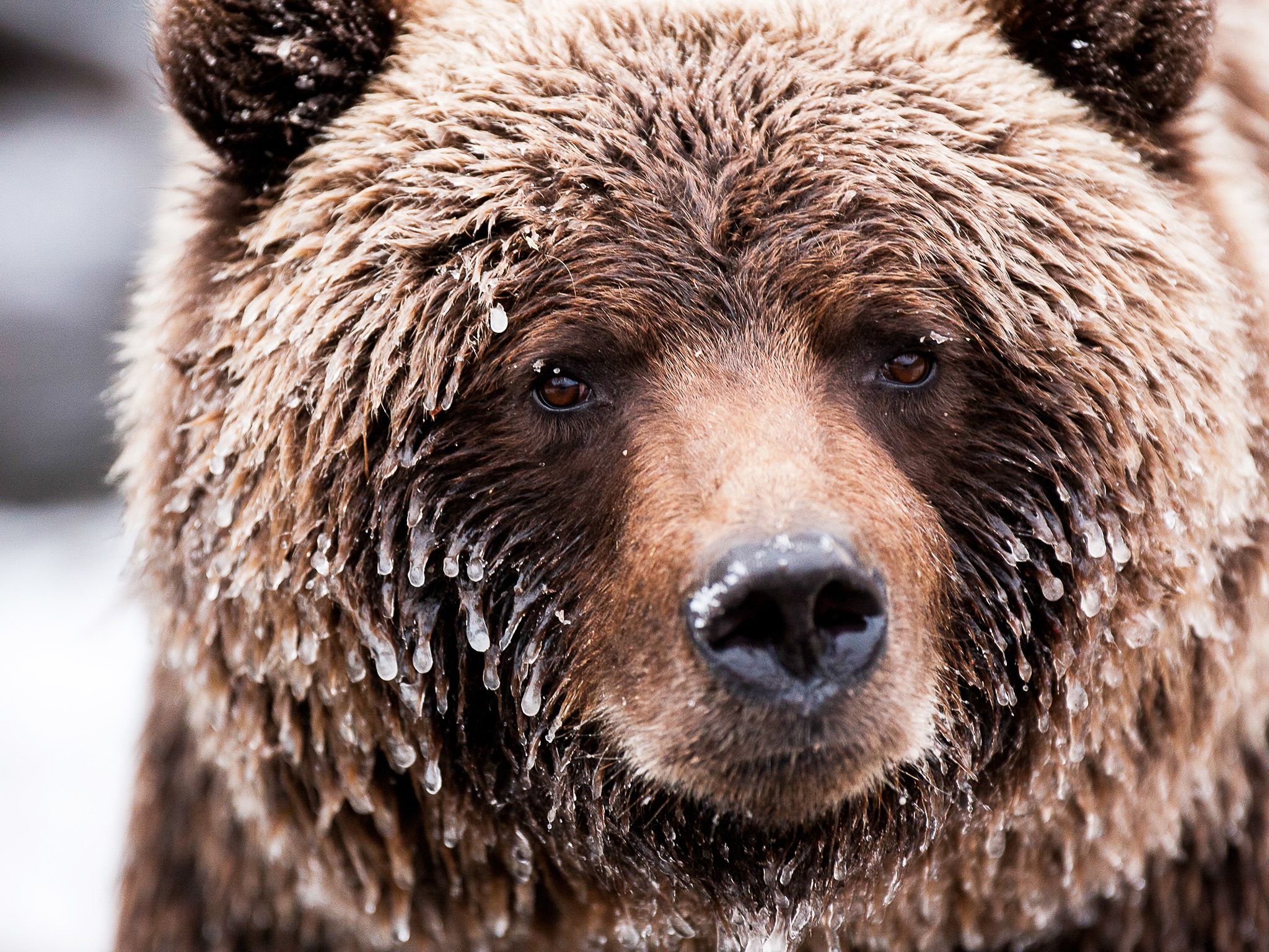 The frosted face of a brown bear (Grizzly). This image is from Wild Canada. [Photo of the day - October 2014]