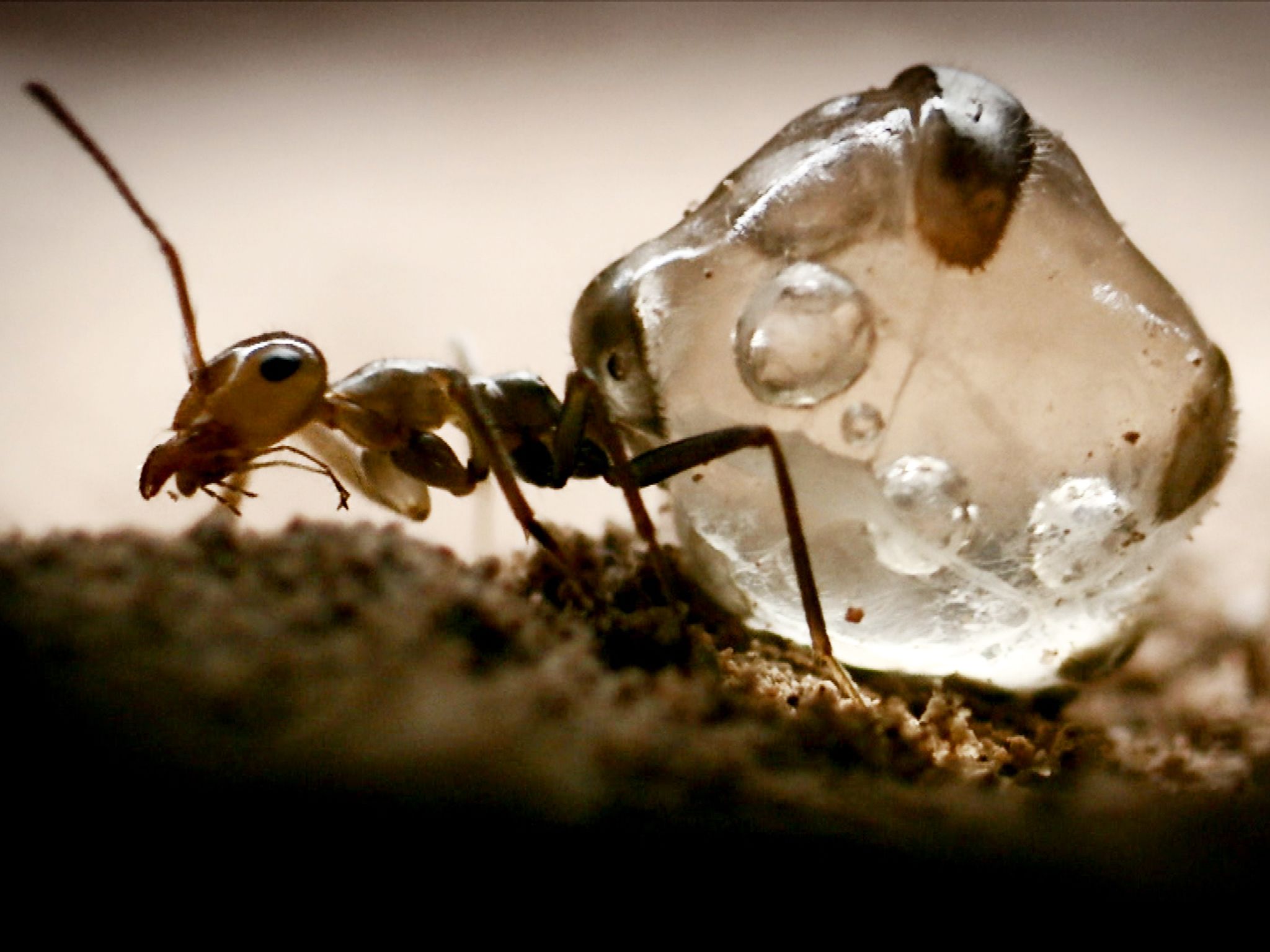 Honey ant. This image is from Secrets of the Wild. [Photo of the day - October 2014]