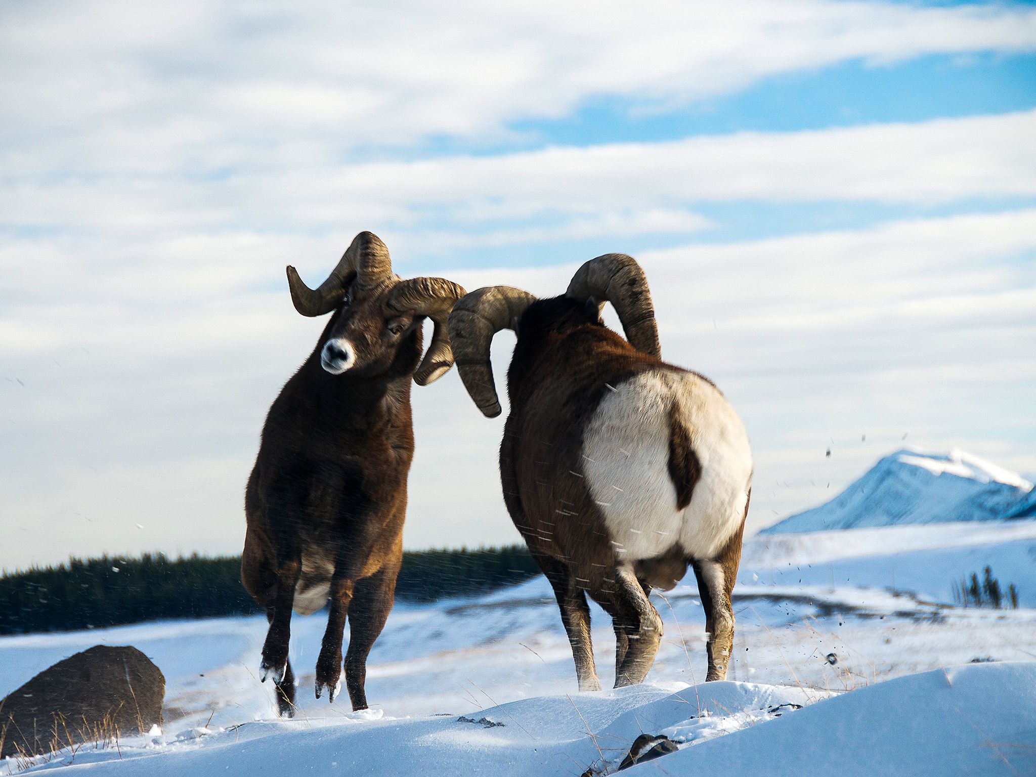 Bighorn sheep rams fight during the rutting season. This image is from Wild Canada. [Photo of the day - October 2014]