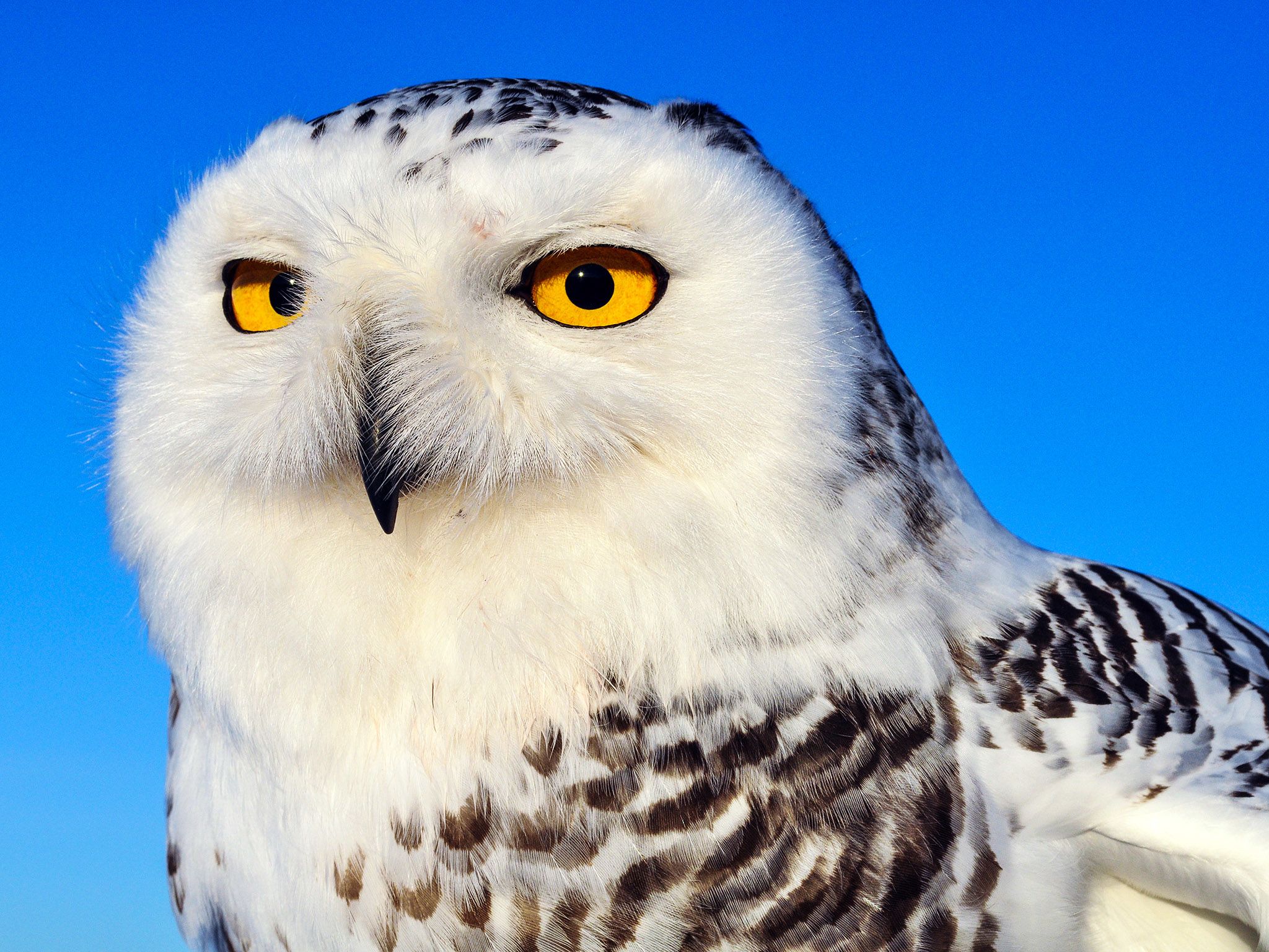 Snowy owl portrait. This image is from Wild Canada. [Photo of the day - October 2014]