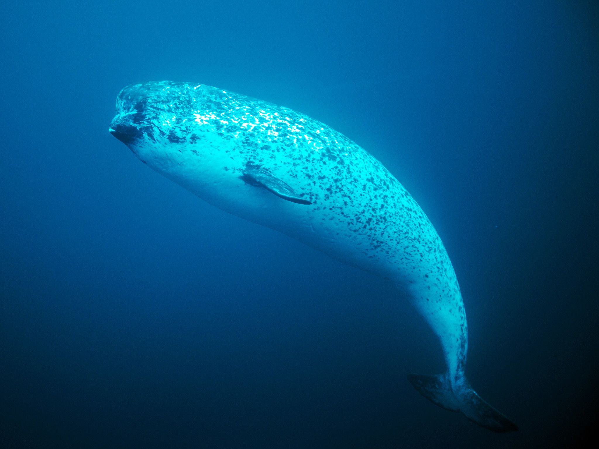 Female narwhale underwater. This image is from Wild Canada. [Photo of the day - October 2014]