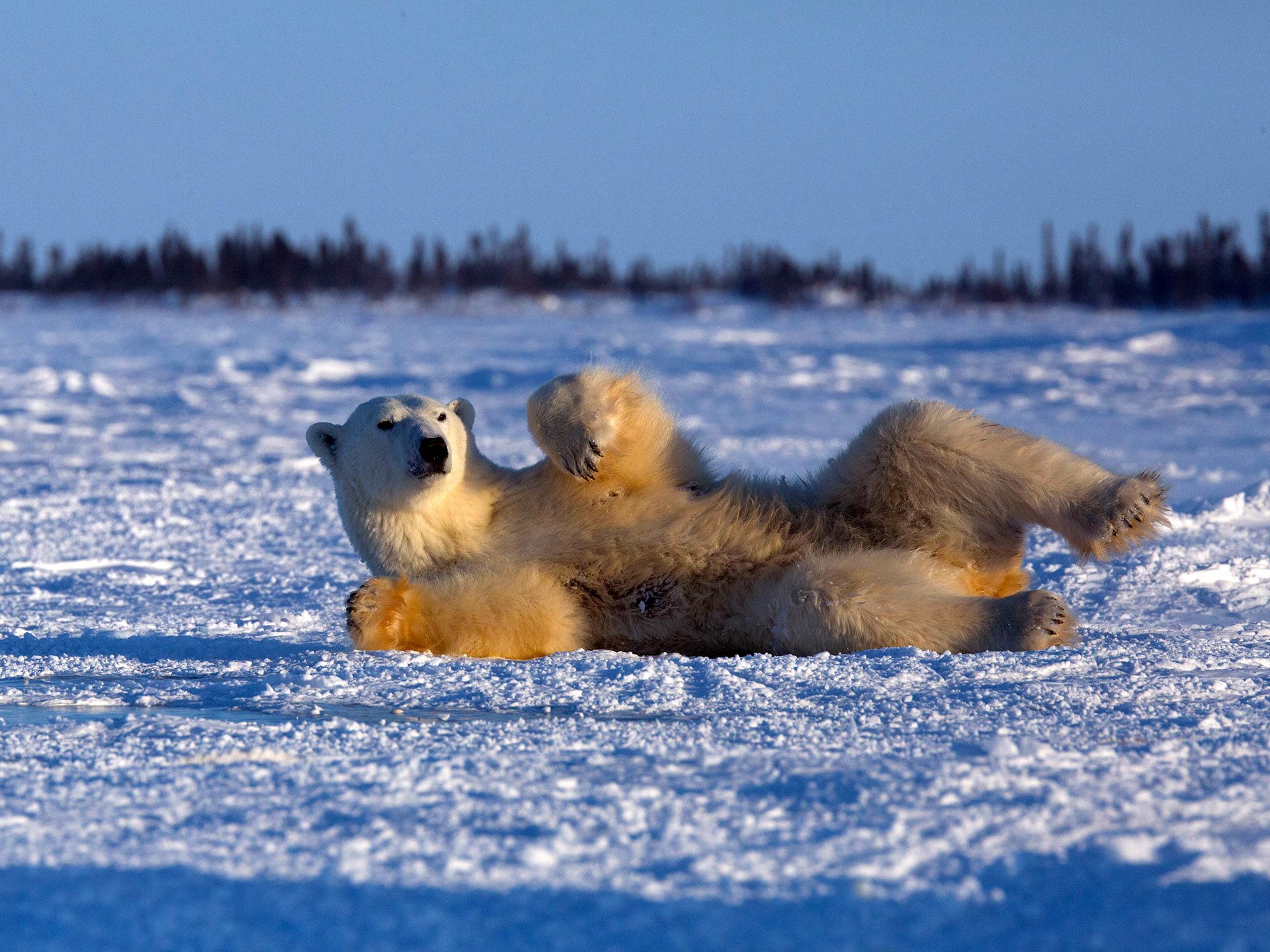 Mother polar bear rolling in snow. This image is from Wild Canada. [Photo of the day - October 2014]