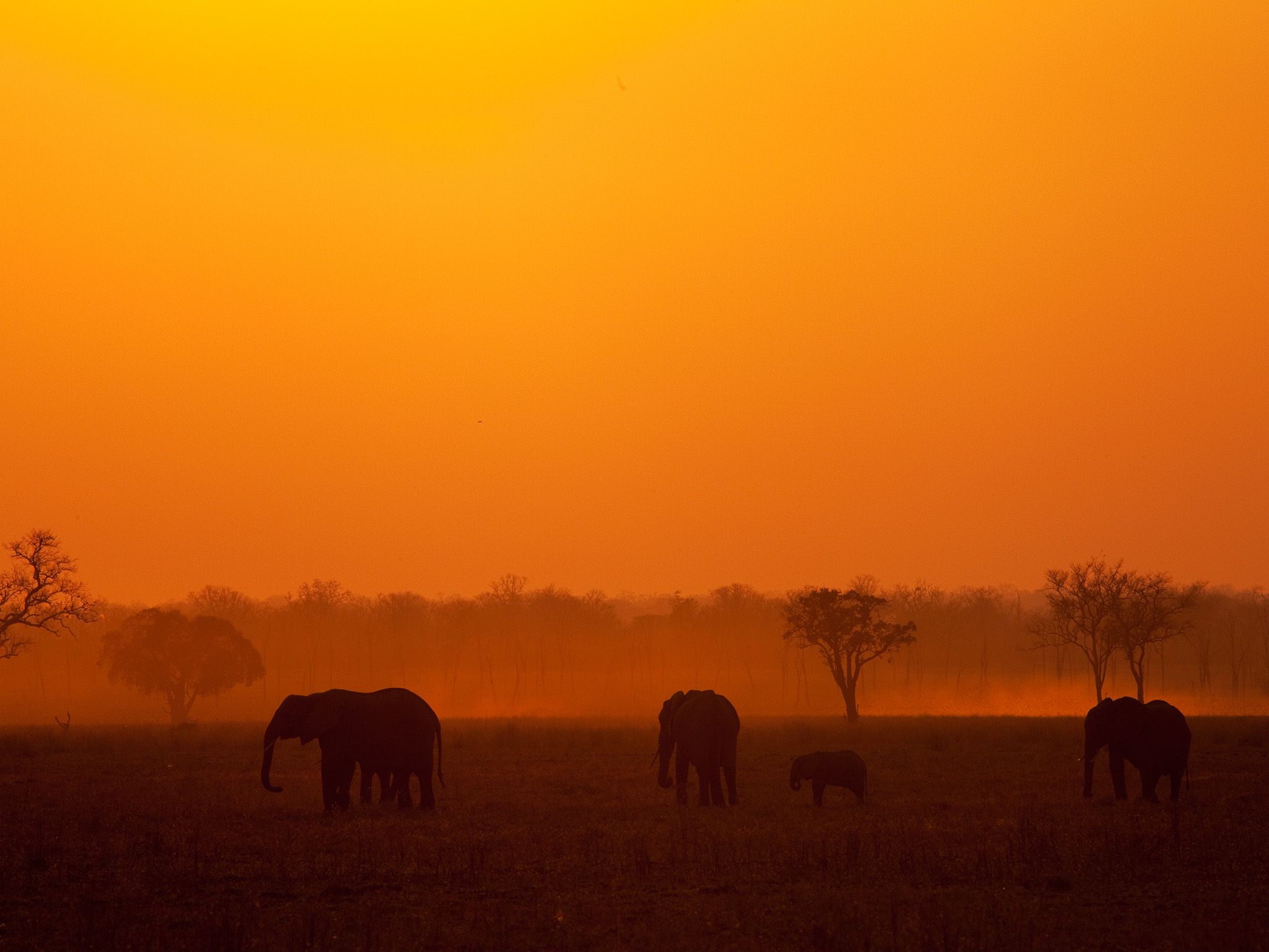 Elephant herd silhouette in sunset (landscape). Elephant herds tend to head for water during the... [Photo of the day - October 2014]