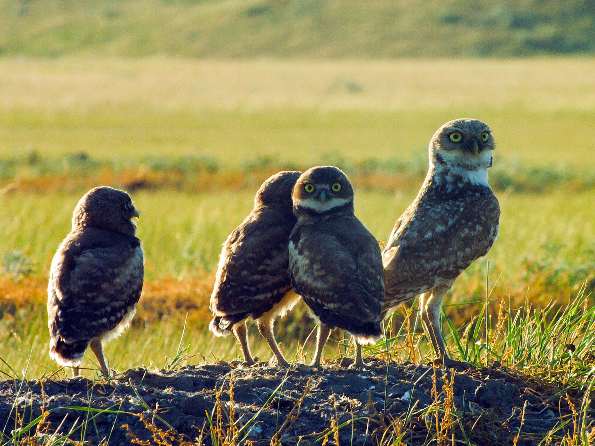 Burrowing owl adult and 3 chicks. This image is from Wild Canada. [Photo of the day - October 2014]