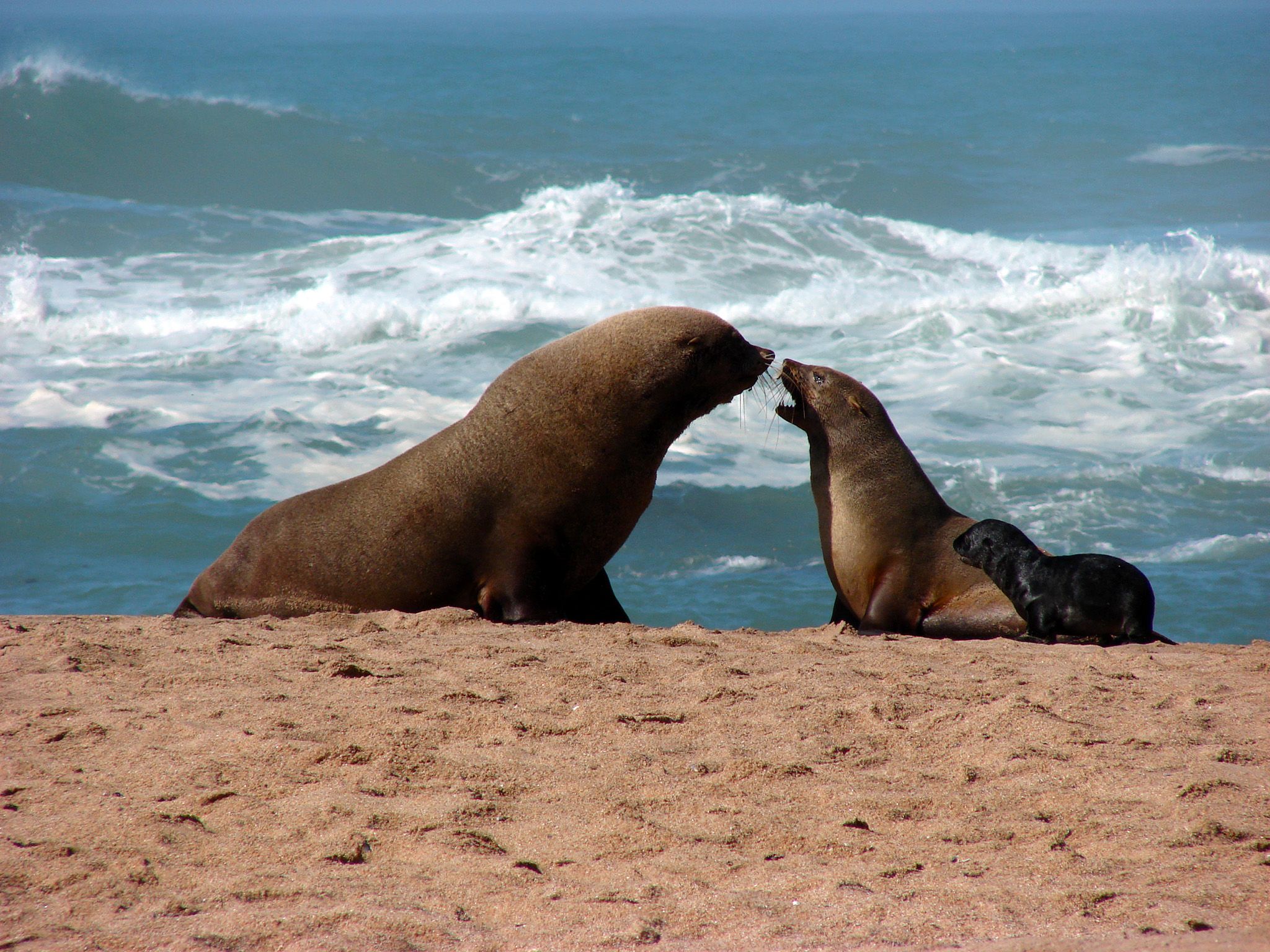 Cape fur seal mother and pup on the beach â if the adult Cape fur seals donÂ´t intervene,... [Photo of the day - November 2014]