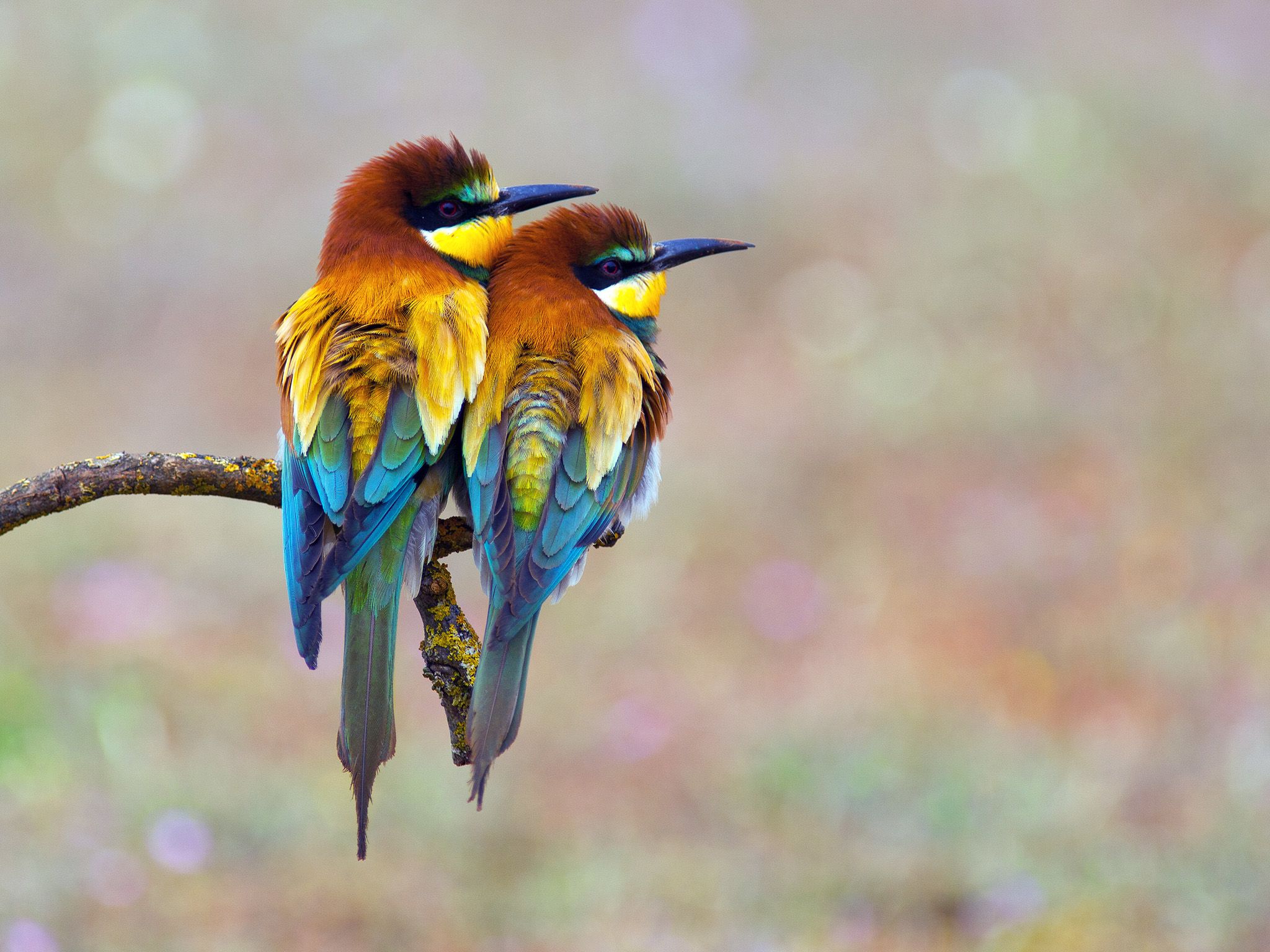 A pair of colourful Bee-eaters sitting on a twig.
During courtship the male feeds large items... [Photo of the day - November 2014]